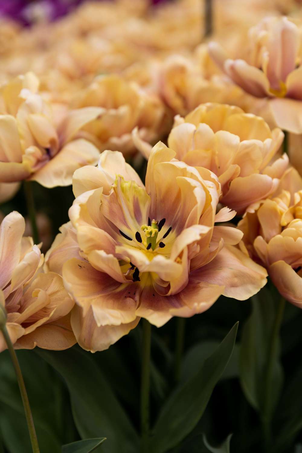 Tulipan 'La Belle Epoque'